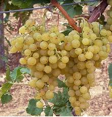 Irsai Olivér szőlő