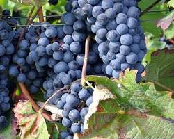 Cabernet Sauvignon