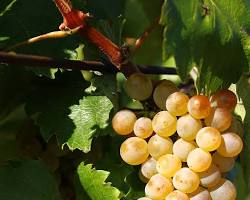 Furmint