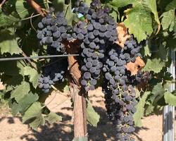 Merlot